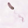 Image of Vibrio cholerae organism