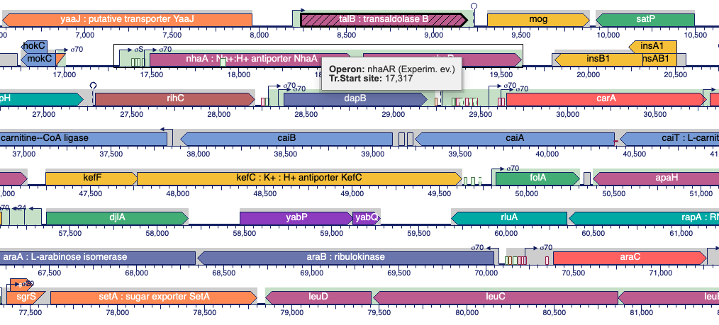 Portion of Genome Browser